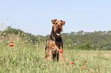 AIREDALE TERRIER 011
